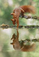 50 Wild Woodland Postcards - Pretty Woodland Animals at Play Or Resting