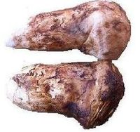 Freeze Dried Matsutake Whole Mushroom Premium Grade 715 Gram
