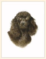 Fiddler's Elbow Black Poodle Blank Box Note Cards