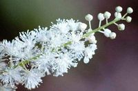 Black Cohosh 5 Bulb/Root Bugbane, Black Snakeroot