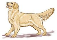 HotSaleStore Sticker Seals 48 Cute Golden Retriever Sticker Label Envelope Seals 1.2" Round