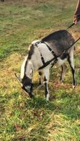 Goat Pulling Harness With Tugs Pulling Carts, Wagons Brush Work (Ex Large, Orange)