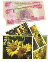 50,000 Uncirculated Iraqi Dinar 25,000 x 2 Iraq Currency 2014 25K New IQD