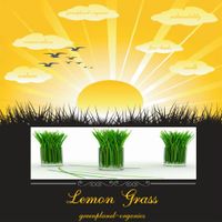 Lemongrass Clean Burning Aroma Lamp Oil 8oz (Meditation & Aromatherapy Grade)