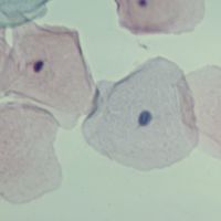Human Stratified Squamous Epithelium Slide, Smear