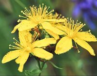 St. John's Wort ( Hypericum Perforatum ) 1000 seeds anti depression herb CombSH