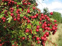 20 Seeds of Crataegus monogyna, Oxyacantha monogyna, One Seed English Hawthorn, Singleseed English Hawthorn, Common Hawthorn, May, Mayblossom, Maythorn