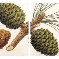 Christmas Matches Set of 10 Boxes, Match Book, Pinecones