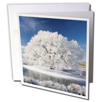 3dRose Hoar Frost on Willow, Otago, South Island, New Zealand-AU02 DWA3501 - David Wall - Greeting Cards, 6 x 6 inches, set of 12 (gc_76341_2)