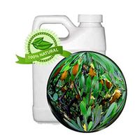 100% Pure & Natural Golden Jojoba Oil (Simmondsia chinensis) - 32oz - Virgin, Unrefined, Superb Skin Moisturizer