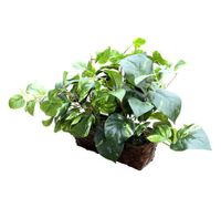 Fake Plant Spy Covert Wifi Hidden Camera Digital Wireless LIVE VIEW Web Camera and Recording- Motion Activated Spy Gadget - Covert/ Portable Design- HD Web Cam - Remote Viewing - Best USA Made Recorder for Home, Kids, Nanny, Office