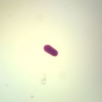 Aurelia Planula, w.m. Microscope Slide