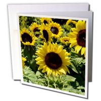 3dRose sunflowers - Greeting Cards, 6 x 6 inches, set of 12 (gc_22692_2)