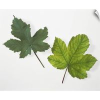 CANVAS ON DEMAND Leaf Chlorophyll Deficiency Wall Peel Art Print, 12"x10"