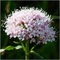 Heirloom Organic Valerian 400 Seeds by AchmadAnam