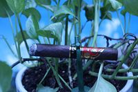 The Cigar Planter - (Cigar Holder and Flower Pot Planter)