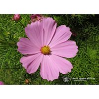 Flower Essence Services Supplement Dropper, Cosmos, 0.25 Ounce