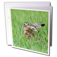 3dRose Brown Hare in meadow, Lake Neusiedl, Austria - NA02 RNU0438 - Rolf Nussbaumer - Greeting Cards, 6 x 6 inches, set of 12 (gc_84444_2)