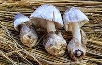 Paddy Straw Mushroom (Volvariella Volvacea) Liquid Culture