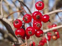 Washington hawthorn (Crataegus phaenopyrum) 1-2 year old plant, well rooted