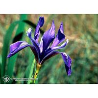 Flower Essence Services Iris Dropper Herbal Supplements, 0.25 Ounce