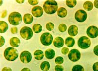 Chlorella, Powder - Wild Crafted - Once Celled Green Algae (454g = One Pound) Brand: Herbies Herbs