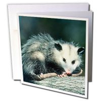 3dRose Virginia Opossum, Didelphis Virginian A, Juvenile in Tree, Illinois - Greeting Card, 6" x 6", Single (gc_251008_5)