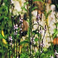 Ainsworths 10 ml Vervain Bach Flower Remedy