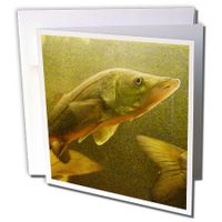 3dRose The Elusive Snook - Greeting Cards, 6 x 6 inches, set of 12 (gc_13991_2)