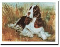 Springer Spaniel Lying in Grass Notecards