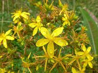 St. John's Wort Seeds (80 Seed Pack)