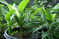 1/4 lb - Turmeric (rhizome) Grow Your own