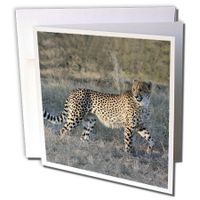 3dRose South African Cheetah trotting side view - Greeting Cards, 6 x 6 inches, set of 12 (gc_20112_2)