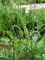 1 Starter Potted Plant of Cimicifuga racemosa, Black Cohosh (Bugbane)