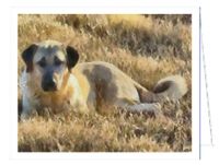 Anatolian Shephard Note Cards- Set of 6 with Envelopes by Doggylips
