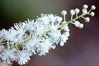 Risalana Black Cohosh 5 Bulb/Root Bugbane, Black Snakeroot