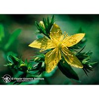Flower Essence Services Quintessentials Supplement Dropper, Saint John's Wort, 0.25 Fluid Ounce