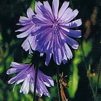 Dr Bach Chicory Bach Flower Remedy 10ml