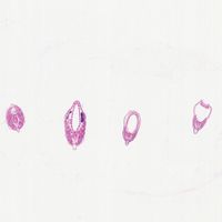 Amphioxus Composite, c.s. 7 m, H&E Microscope Slide