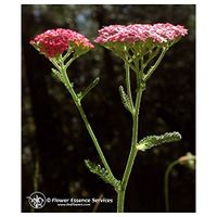 Flower Essence Services Supplement Dropper, Pink Yarrow, 0.25 Ounce