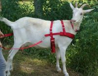 Goat Pulling Harness With Tugs Pulling Carts, Wagons Brush Work (Pygmy, Black)