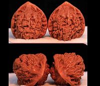 Weishu Boutique Natural wenwan Walnut Massage Walnut Handles Play Qilin Wen Cap Walnut Lion Head Walnuts Send Parents to Help The Blood Massage Handball Health Grip Ball 2