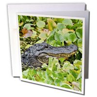 3dRose American Alligator, Corscrew Swamp Sanctuary, Florida - US10 AJE0179 - Adam Jones - Greeting Cards, 6 x 6 inches, set of 12 (gc_89002_2)