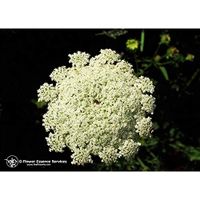 Flower Essence Services Herbal Supplements Essence, Queen Anne's Lace, 0.25 Ounce