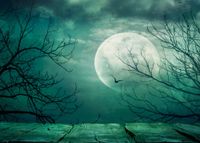 Succeedtop Halloween Night Backdrops Moon Pumpkin Vinyl 5x3FT Lantern Background Photography Studio Photo Studio Props （Skeleton Man/Moon/Castle/Pumpkin/Star） 15090cm (D(15090cm))