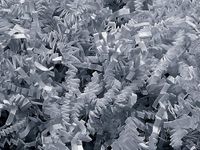 Pack of 1, Gray Crinkle Cut Paper Shred 40 Lb Spring-Fill Shred for Baskets, Basket Boxes, Bags, Containers & Nested Boxes