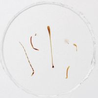 Insect Antennae Types, w.m. Microscope Slide