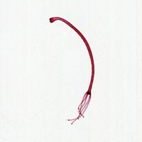 Hydra Slide, w.m.