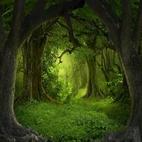 OFILA Fairy Forest Backdrop 8x8ft Magic Trees Wonderland Girls Princess Portraits Kids Enchanted Theme Birthday Party Background Fantasy Baby Shower Photos Preschool Play Toddlers Shoots Video Props