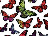 Monarch Tissue Paper (240 Pack )